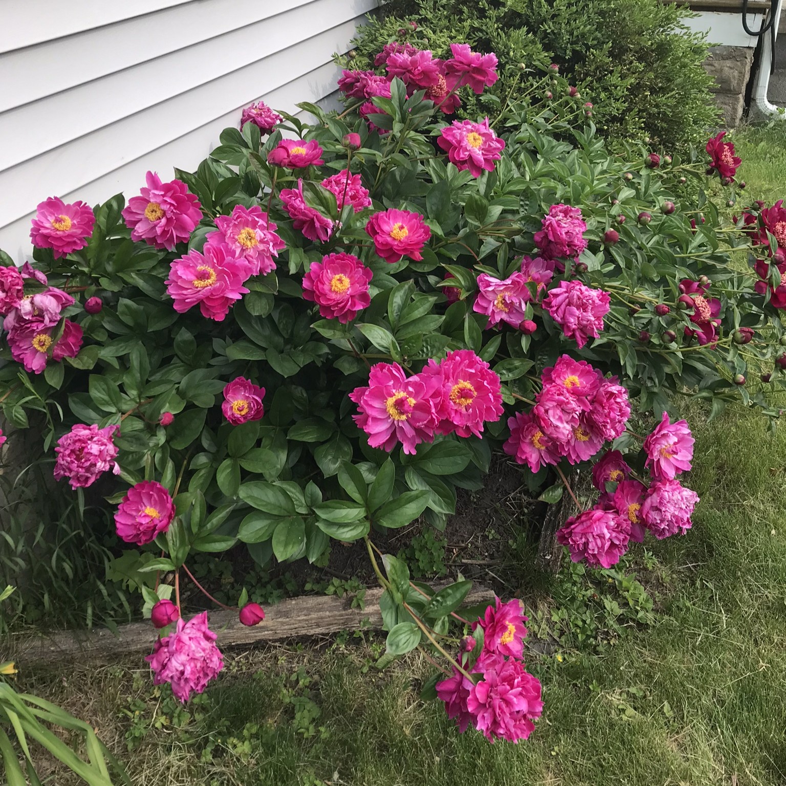 Peonies in bloom
